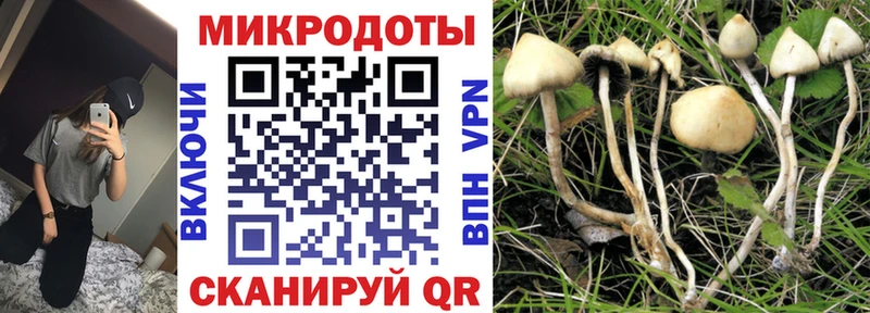 купить наркоту  Армавир  Галлюциногенные грибы Psilocybine cubensis 